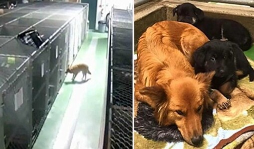 Dog breaks out of his kennel to comfort whimpering pups